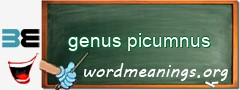 WordMeaning blackboard for genus picumnus